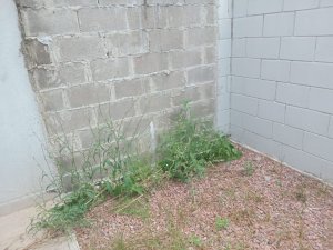 Casa com 87m², 2 dormitórios no bairro Vila Nova em Porto Alegre para Alugar