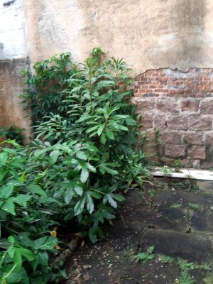 Loja com 250m² no bairro Petrópolis em Porto Alegre para Alugar