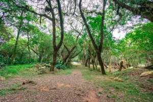 Terreno com 7.267m² no bairro Pedra Redonda em Porto Alegre para Alugar