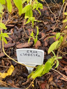 Apartamento com 38m², 1 dormitório no bairro Partenon em Porto Alegre para Alugar