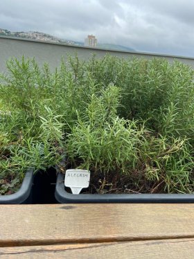 Apartamento com 38m², 1 dormitório no bairro Partenon em Porto Alegre para Alugar