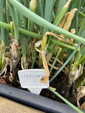 Apartamento com 38m², 1 dormitório no bairro Partenon em Porto Alegre para Alugar