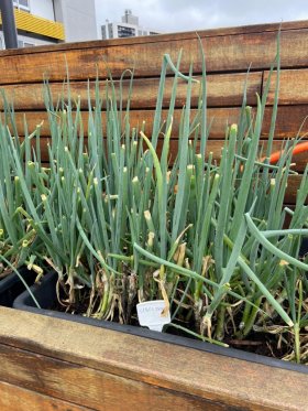 Apartamento com 38m², 1 dormitório no bairro Partenon em Porto Alegre para Alugar